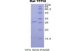 SDS-PAGE analysis of Rat TFPI2 Protein.