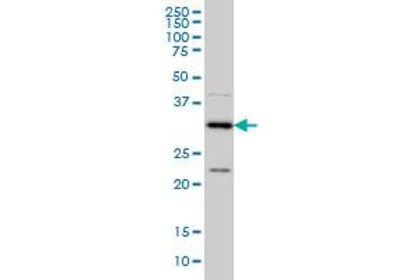 MED27 antibody  (AA 1-70)