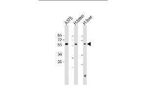 DLL3 antibody  (C-Term)