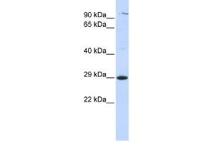 Image no. 1 for anti-Tetraspanin 2 (TSPAN2) (Middle Region) antibody (ABIN2782692)