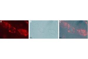Expression of GFRA1 in live intact rat C6 glioma cells - Cell surface detection of GFRA1 in live intact rat C6 glioma cells with Anti-GFR alpha 1 (extracellular) Antibody (ABIN7043211, ABIN7044777 and ABIN7044778), (1:50), followed by goat-anti-rabbit-DyLight-594 secondary antibody (red) (A).