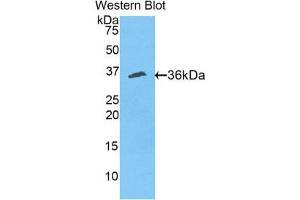 Image no. 1 for anti-CutC Copper Transporter Homolog (CUTC) (AA 1-273) antibody (ABIN1858566)