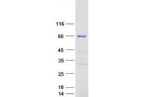 Image no. 1 for Cleavage Stimulation Factor, 3' Pre-RNA, Subunit 2, 64kDa (CSTF2) protein (Myc-DYKDDDDK Tag) (ABIN2712589)