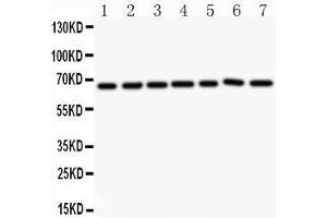 Image no. 1 for anti-Angiopoietin 1 (ANGPT1) (AA 16-350) antibody (ABIN3043724)