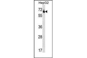 Image no. 2 for anti-GUF1 GTPase Homolog (GUF1) (AA 190-220), (N-Term) antibody (ABIN952664)