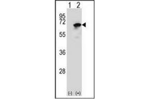 Image no. 3 for anti-Asparaginyl-tRNA Synthetase (NARS) (AA 31-60), (N-Term) antibody (ABIN953606)