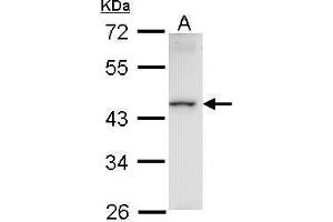 Image no. 3 for anti-Homeobox Containing 1 (HMBOX1) (Center) antibody (ABIN2855785)