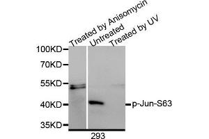 Image no. 3 for anti-Jun Proto-Oncogene (JUN) (pSer63) antibody (ABIN3023571)