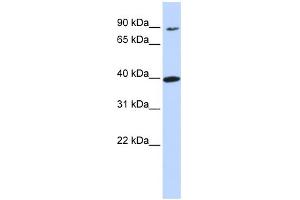 anti-Olfactory Receptor, Family 11, Subfamily H, Member 12 (OR11H12) (N-Term) antibody