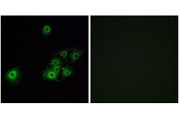 OR4C15 antibody  (AA 261-310)
