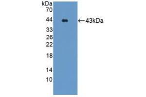 Image no. 1 for anti-Gastrin-Releasing Peptide Receptor (GRPR) (AA 1-116) antibody (ABIN5013595)