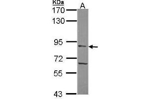 Image no. 1 for anti-N-Acylaminoacyl-Peptide Hydrolase (APEH) (Center) antibody (ABIN2854516)