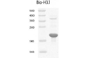 Image no. 1 for Histone H3.1 (HIST1H3B) (biotinylated), (C-Term), (full length) protein (ABIN2669582)