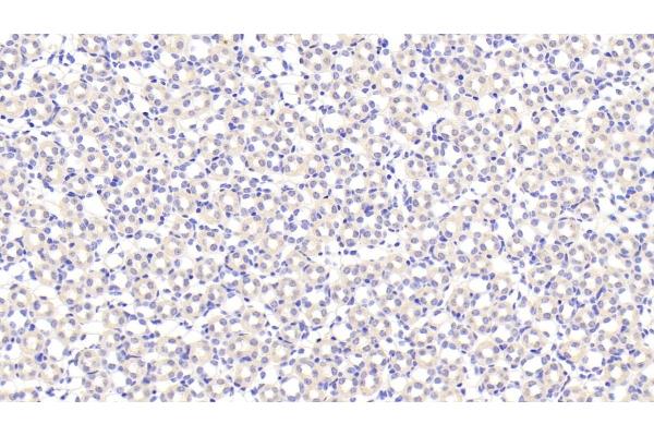 Biglycan antibody  (AA 53-166)