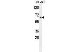 Image no. 1 for anti-Zinc Finger Protein 30 (ZFP30) (AA 1-30), (N-Term) antibody (ABIN955700)