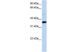 Image no. 1 for anti-Prostaglandin Reductase 1 (PTGR1) (N-Term) antibody (ABIN632800)