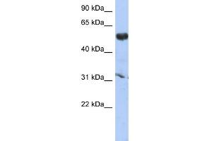 Image no. 1 for anti-Cytochrome P450, Family 4, Subfamily X, Polypeptide 1 (CYP4X1) (Middle Region) antibody (ABIN2786353)