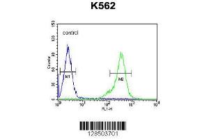 Image no. 1 for anti-Testis Expressed 13B (TEX13B) (AA 276-305), (C-Term) antibody (ABIN654849)
