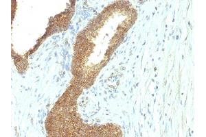 Image no. 2 for anti-Alkaline Phosphatase, Liver/bone/kidney (ALPL) antibody (ABIN6939448)