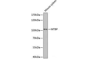 Western blot analysis of extracts of Mouse spleen using MTBP Polyclonal Antibody at dilution of 1:1000.
