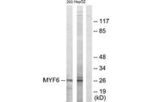 Image no. 1 for anti-Myogenic Factor 6 (MYF6) (AA 116-165) antibody (ABIN1533662)
