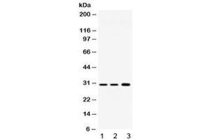 Image no. 1 for anti-Aquaporin 11 (AQP11) (AA 35-70) antibody (ABIN5647736)