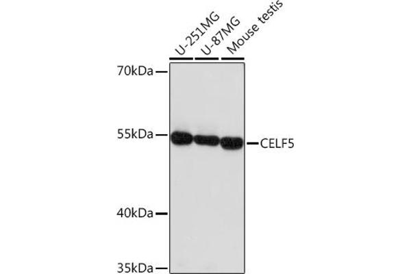 CELF5 Antikörper