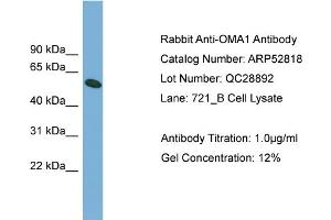 OMA1 antibody  (Middle Region)