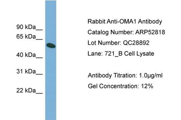 OMA1 antibody  (Middle Region)