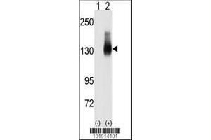 Image no. 1 for anti-Jagged 2 (JAG2) (AA 1209-1238), (C-Term) antibody (ABIN390090)