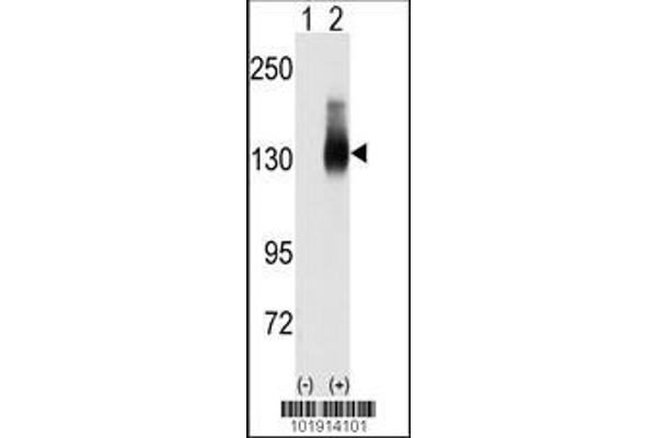 anti-Jagged 2 (JAG2) (AA 1209-1238), (C-Term) antibody