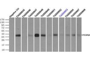 Image no. 4 for anti-Fc gamma RII (CD32) antibody (ABIN1497257)