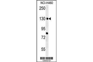 Western Blotting (WB) image for anti-Cortactin Binding Protein 2 (CTTNBP2) antibody (ABIN2158408)