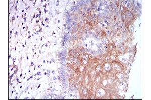CSF1R antibody  (AA 344-497)