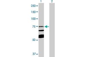 Western Blot analysis of CAPN10 expression in transfected 293T cell line by CAPN10 MaxPab polyclonal antibody.