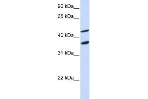 Image no. 1 for anti-Growth Arrest-Specific 7 (GAS7) (N-Term) antibody (ABIN2783125)