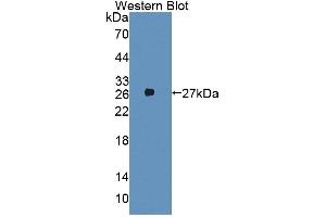 Image no. 1 for anti-Aminoadipate Aminotransferase (AADAT) (AA 202-425) antibody (ABIN1866465)