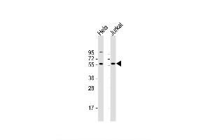 Image no. 2 for anti-CAMP Responsive Element Binding Protein 3-Like 2 (CREB3L2) (AA 490-517), (C-Term) antibody (ABIN653607)