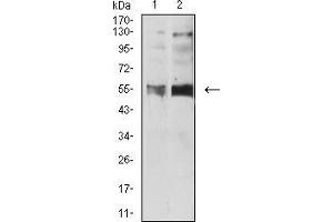 Image no. 1 for anti-Serotonin Receptor 3B (HTR3B) (AA 23-150) antibody (ABIN5611119)
