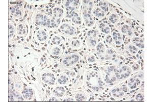 Image no. 1 for anti-Vascular Endothelial Growth Factor (VEGF) (AA 27-233) antibody (ABIN2735207)