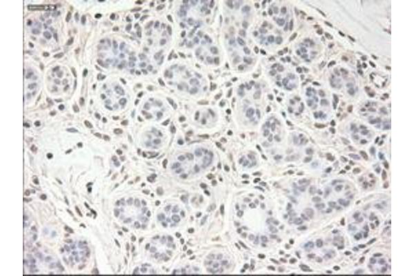 VEGF antibody  (AA 27-233)