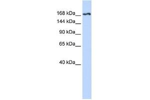 Image no. 4 for anti-VEGF Receptor 2 (VEGFR2) (N-Term) antibody (ABIN2792307)