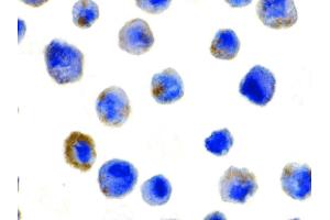 Image no. 3 for anti-CASP8 and FADD-Like Apoptosis Regulator (CFLAR) (N-Term) antibody (ABIN6656653)