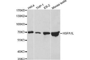 Image no. 2 for anti-Heat Shock 70kDa Protein 1-Like (HSPA1L) antibody (ABIN3022635)