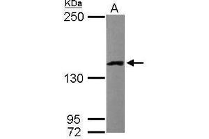 Image no. 1 for anti-Leucine-Rich PPR-Motif Containing (LRPPRC) (Internal Region) antibody (ABIN2856685)