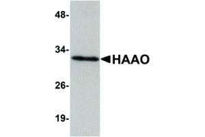 Image no. 1 for anti-3-hydroxyanthranilate 3,4-Dioxygenase (HAAO) (N-Term) antibody (ABIN6656957)