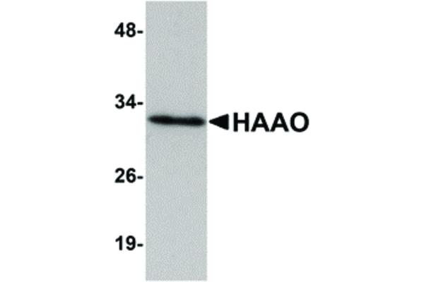 HAAO 抗体  (N-Term)
