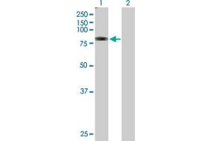Western Blot analysis of TMTC1 expression in transfected 293T cell line by TMTC1 MaxPab polyclonal antibody.