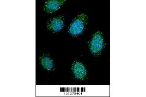 Image no. 3 for anti-Dystrobrevin alpha (DTNA) (AA 692-721), (C-Term) antibody (ABIN656504)