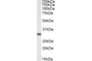 anti-Four and A Half LIM Domains 3 (FHL3) (C-Term) antibody